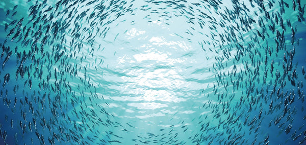 12 interesting ocean facts