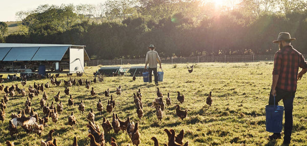 How does organic farming protect our oceans?