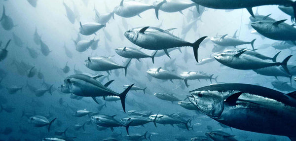 How is climate change affecting the ocean and its marine life?
