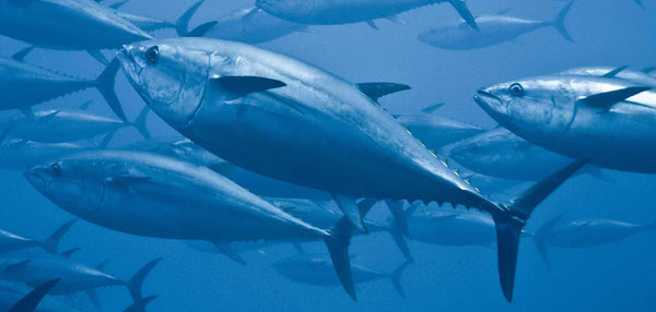 Tuna Fish Facts: 8 Things To Know About Tuna