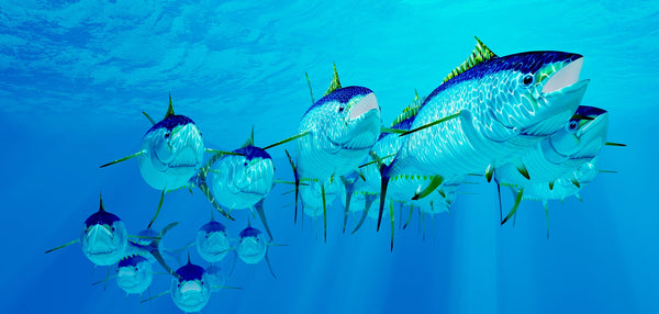 What to Know About Various Tuna Species