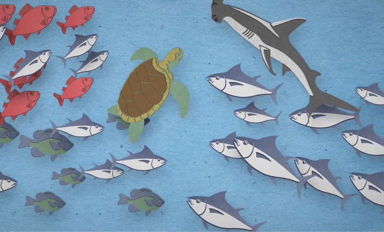 Fishing for Change video thumbnail