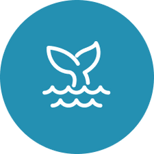 Pristine Icon, Fish Tail submerge in the water